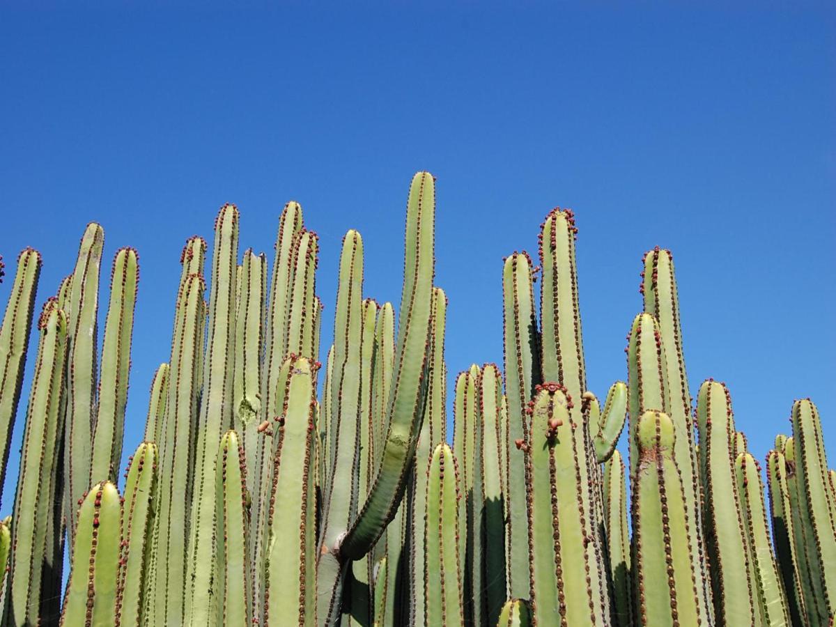 מספאלומס Albatross By Villagrancanaria מראה חיצוני תמונה